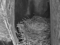 Robin's Nest Fine Art Print