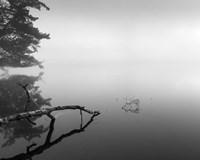 Silent Morning Fine Art Print