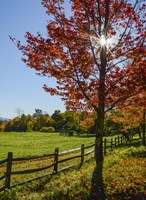 Sunburst In Fall Fine Art Print