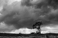 Tree Sillouette Fine Art Print