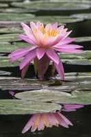 Water Lily Fine Art Print