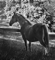 White Mare Fine Art Print