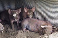 Wilbur And Company Fine Art Print