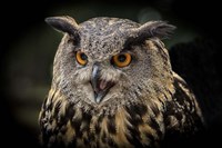 Red Eyed Owl Close Up Fine Art Print