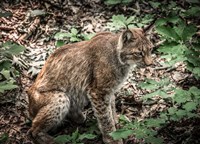 The Lynx Fine Art Print