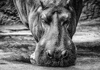 The Hippo - Black & White Fine Art Print