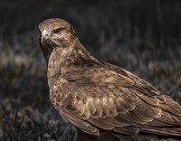 Predator Bird II Fine Art Print