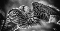 Predator Bird Spreading it's Wings - Black & White Fine Art Print