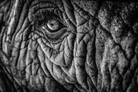 Elephant Close Up II - Black & White Fine Art Print