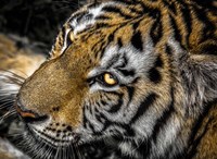 Tiger Eyes Fine Art Print