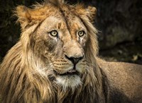 The Lion Fine Art Print