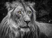 The Lion - Black & White Fine Art Print