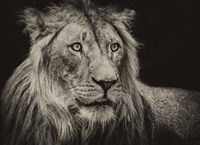 The Lion Sepia Fine Art Print