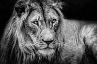 The Lion II - Black & White Fine Art Print