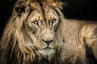 The Lion II Fine Art Print