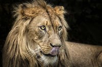 The Lion III Fine Art Print