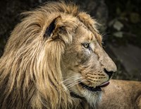 The Lion IV Fine Art Print
