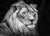 The Lion V - Black & White Fine Art Print