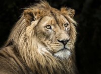 The Lion V Fine Art Print