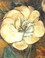 Cream Flower 2 Fine Art Print