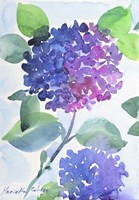 Watercolor Hortensia 1 Fine Art Print
