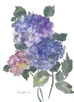 Hidragenia 1 Fine Art Print