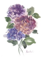 Hidragenia 2 Fine Art Print