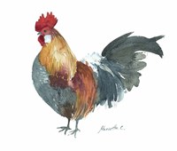Rooster A Fine Art Print