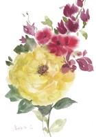 Roses Bogonvilia 2 Framed Print