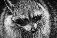 The Raccoon - Black & White Fine Art Print