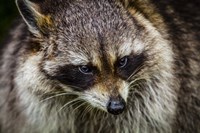 The Raccoon Fine Art Print