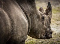 Rhino Fine Art Print