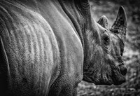 Rhino II - Black & White Fine Art Print