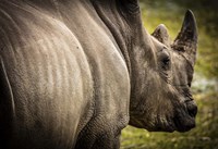 Rhino II Fine Art Print