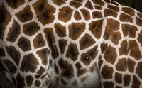 Giraffe Fine Art Print