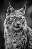 Lynx in the Rain - Black & White Fine Art Print