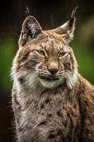 Lynx in the Rain Fine Art Print