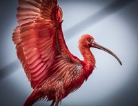 Red Bird Fine Art Print