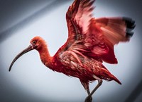 Red Bird II Fine Art Print