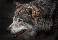Lone Wolf Fine Art Print