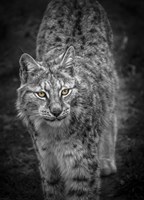 Young Lynx Looking Up - Black & White Fine Art Print