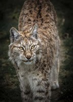 Young Lynx Looking Up Fine Art Print
