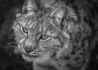 Lynx Eyes Fine Art Print