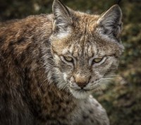 The Lynx II Fine Art Print