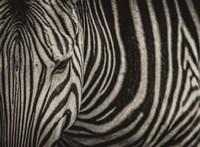 Zebra Sepia Fine Art Print