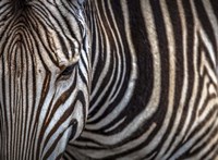 Zebra Fine Art Print