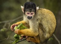 Cute Monkey Fine Art Print