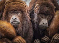 Oranje Monkeys Fine Art Print