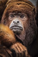 Oranje Monkey Fine Art Print