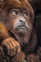 Oranje Monkey II Fine Art Print